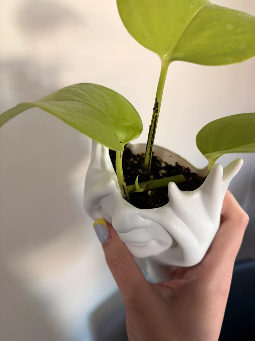 Neon pothos - photo 3