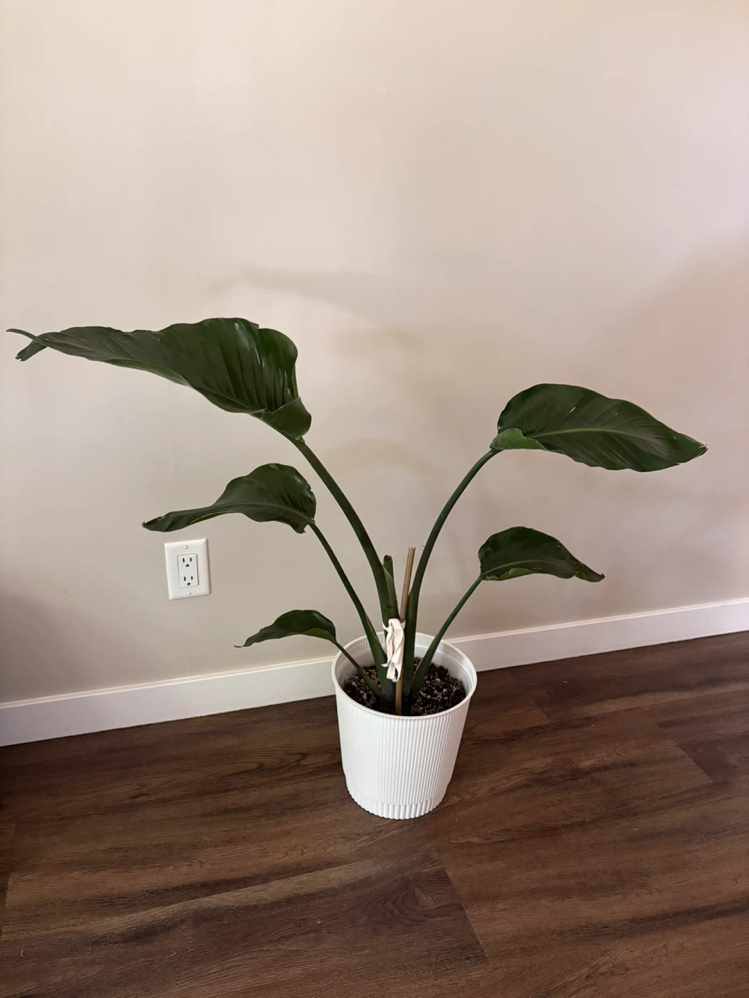 Bird of Paradise Plant in White Pot