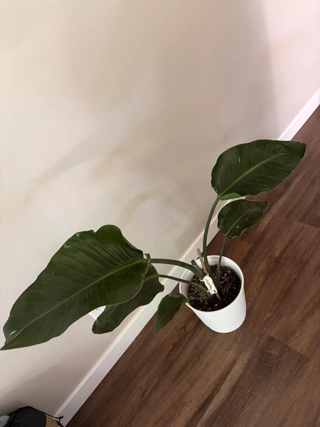 Bird of Paradise Plant in White Pot - photo 2