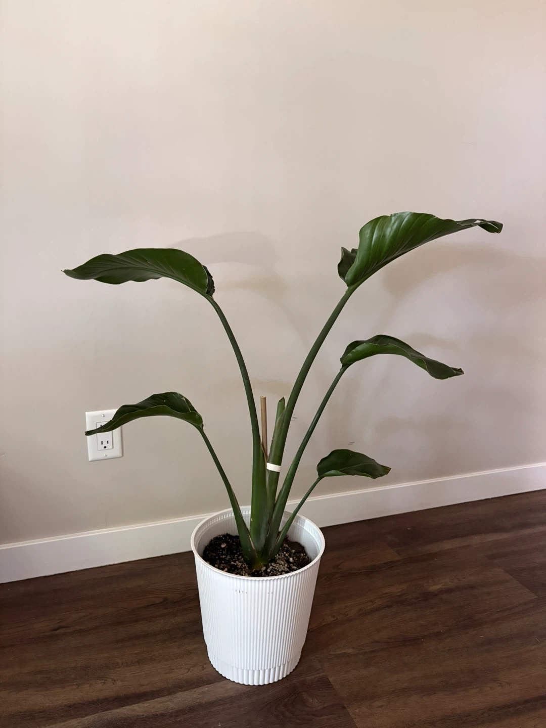 Bird of Paradise Plant in White Pot - photo 3
