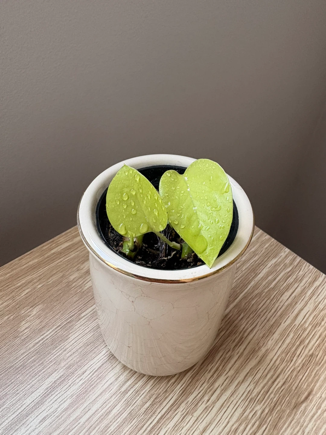 Potted Neon Pothos Plant