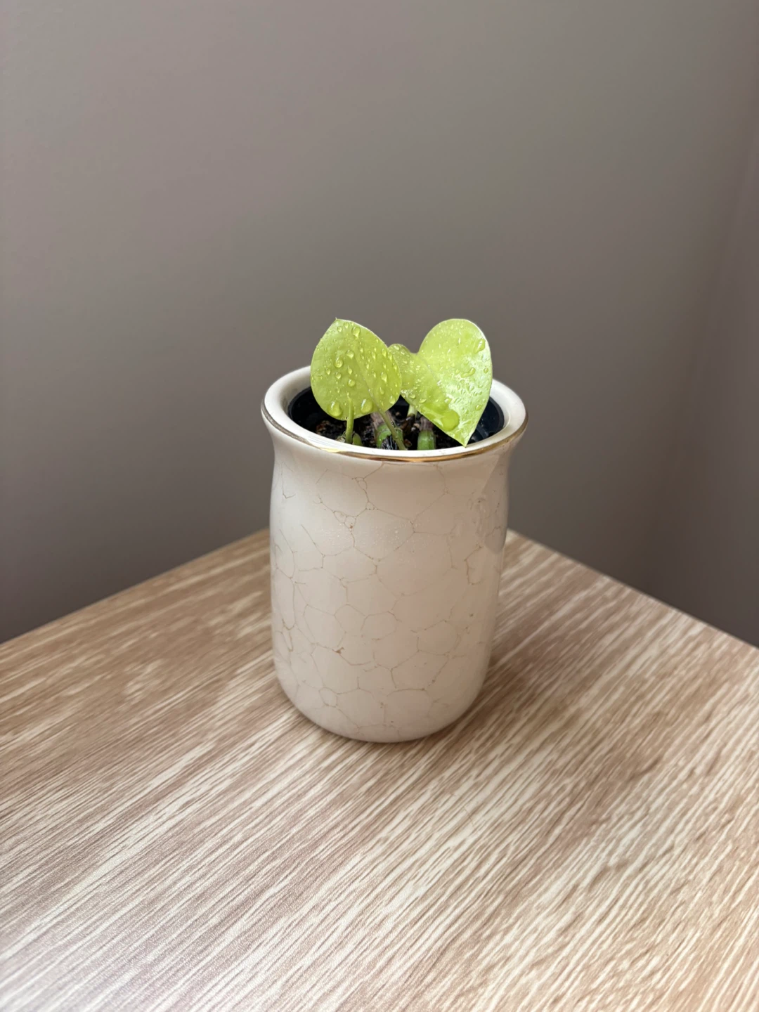 Potted Neon Pothos Plant - photo 2