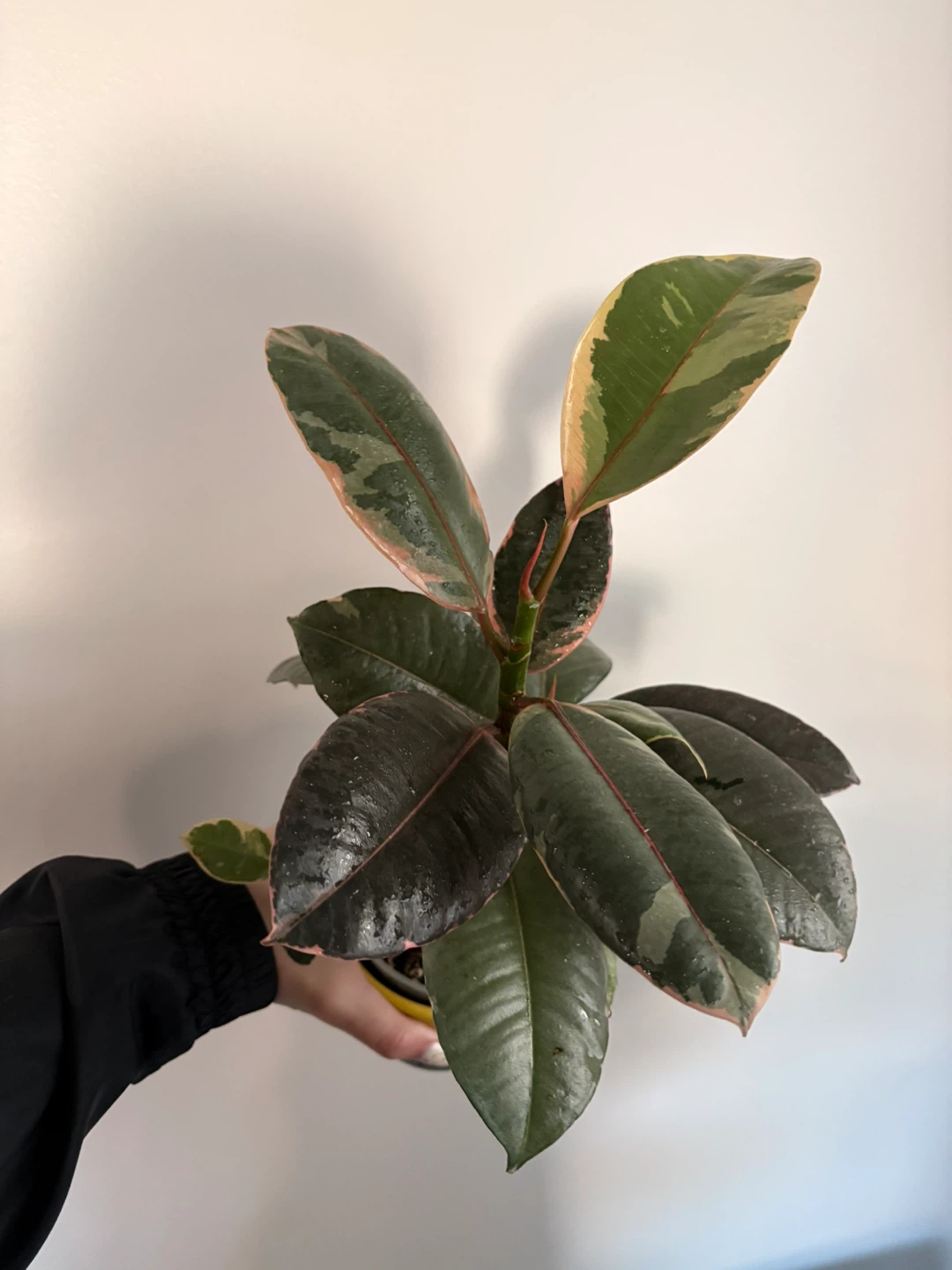 Ficus Elastica Tineke Rubber Plant
