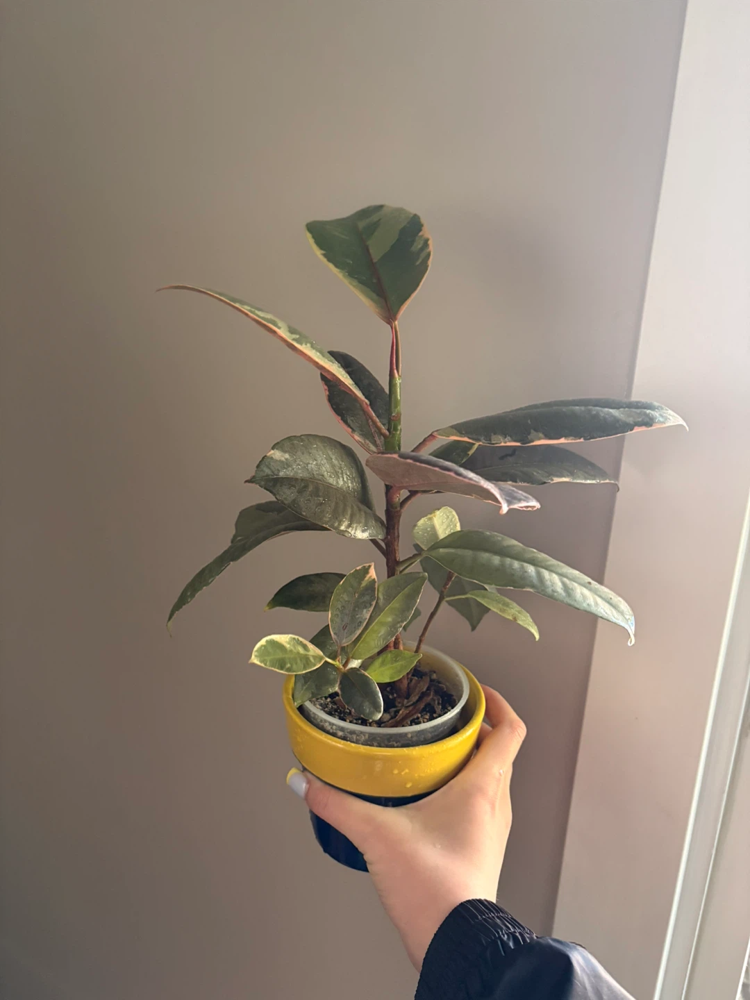 Ficus Elastica Tineke Rubber Plant - photo 2