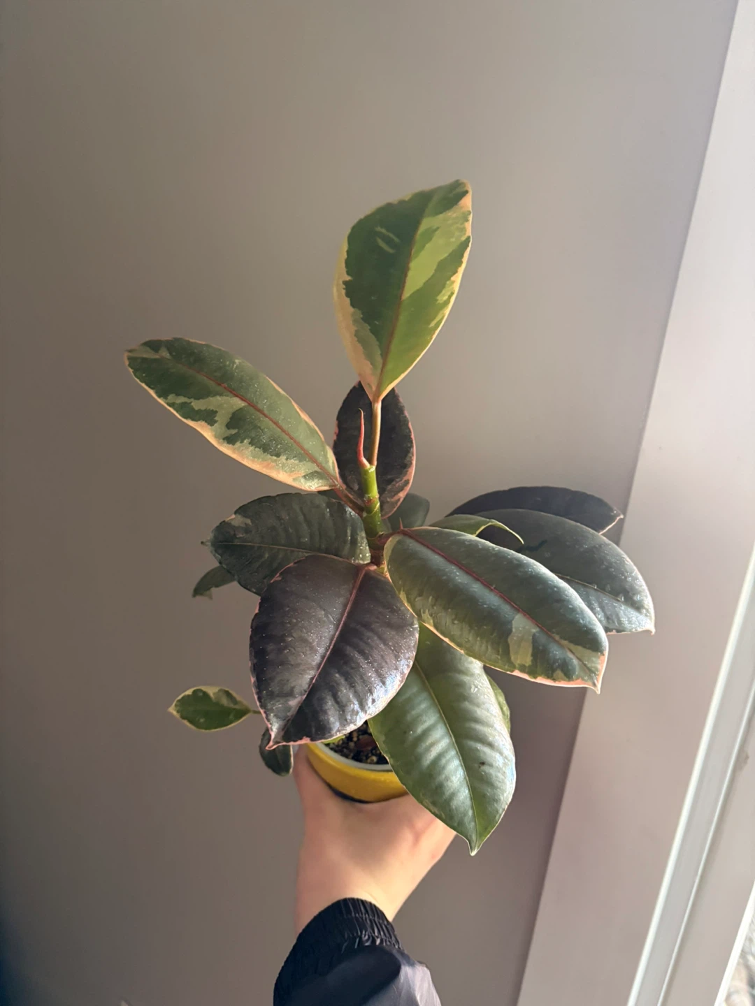 Ficus Elastica Tineke Rubber Plant - photo 3