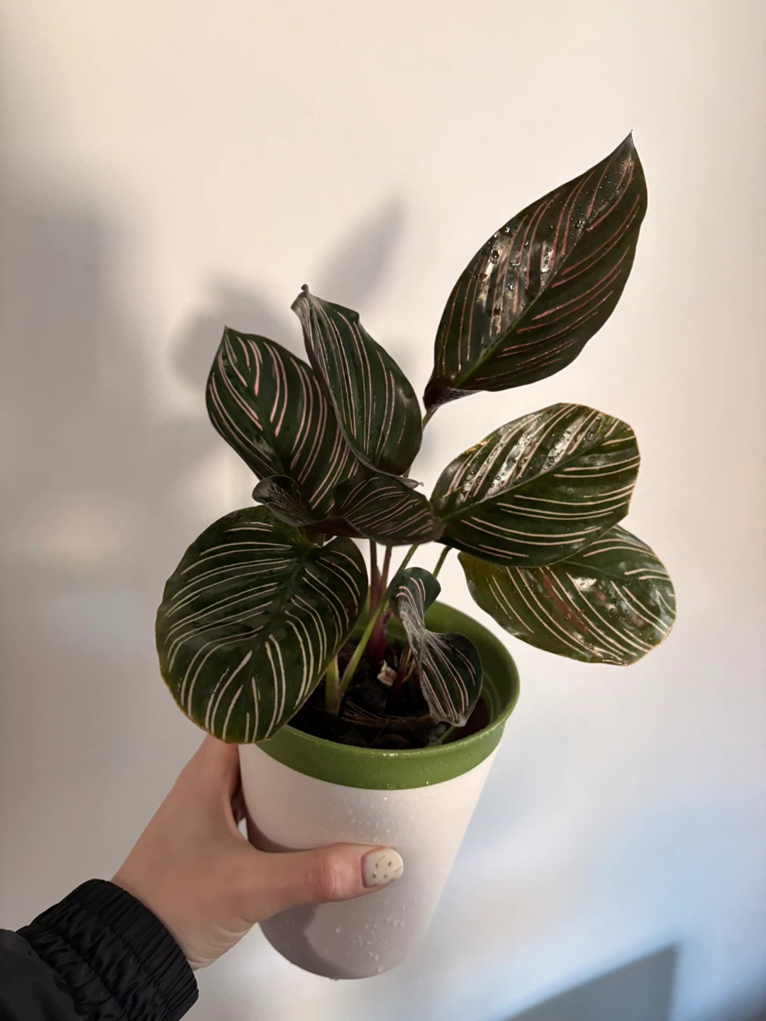 Pinstripe Calathea Plant in Pot