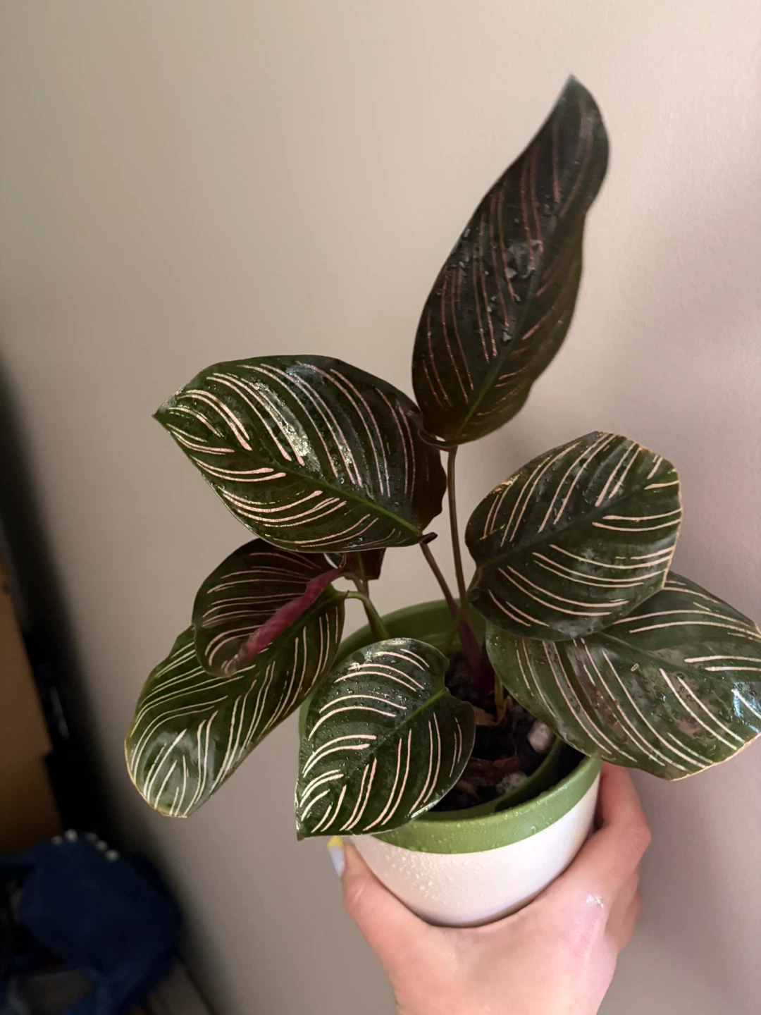 Pinstripe Calathea Plant in Pot - photo 2