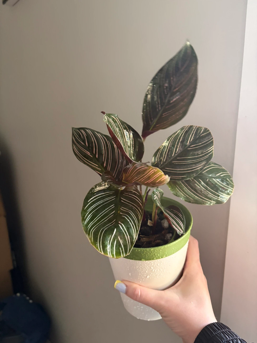 Pinstripe Calathea Plant in Pot - photo 3
