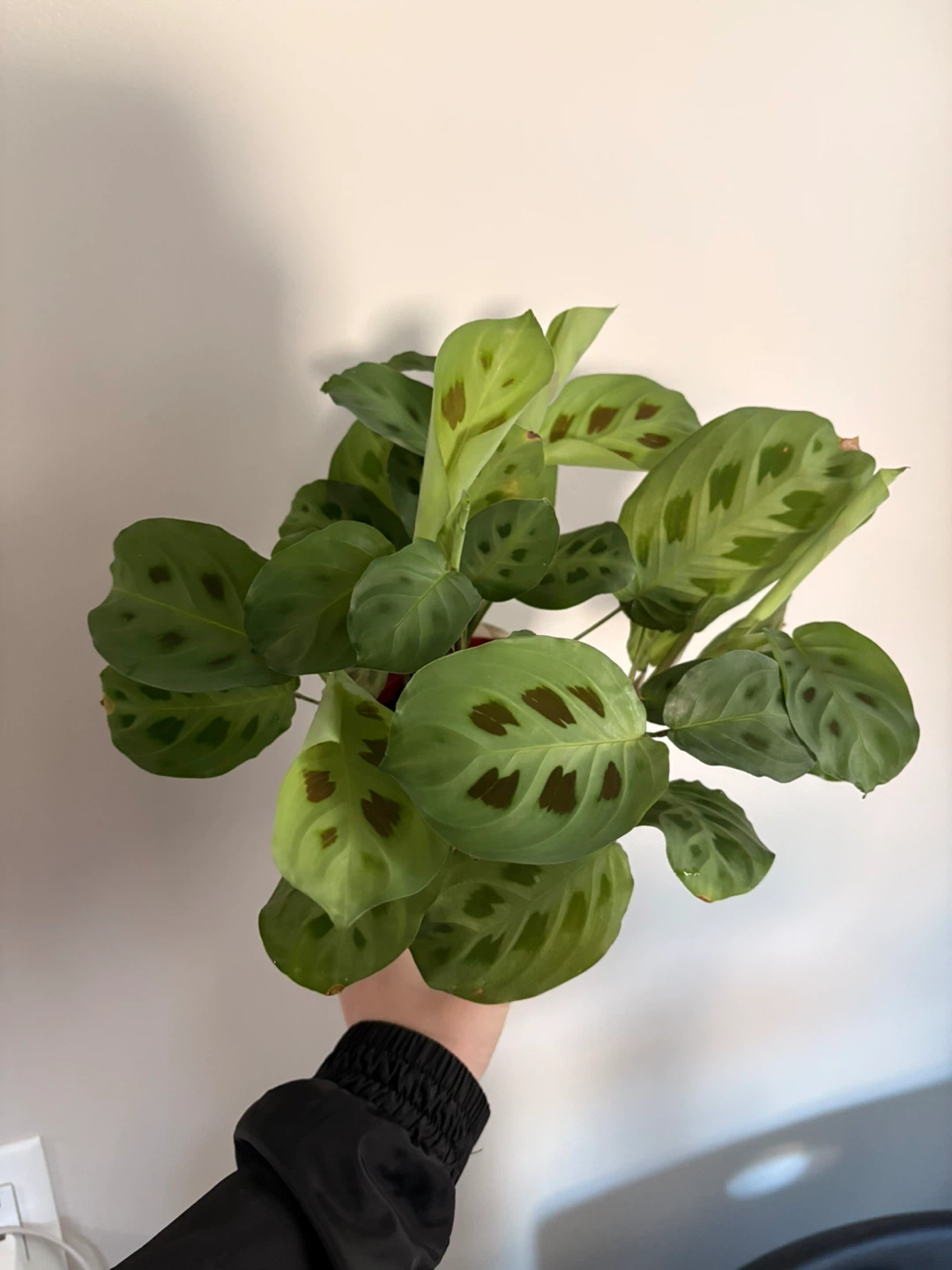 Prayer Plant/ Maranta indoor plant