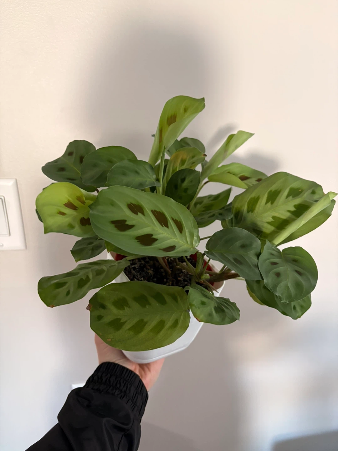 Prayer Plant/ Maranta indoor plant - photo 2