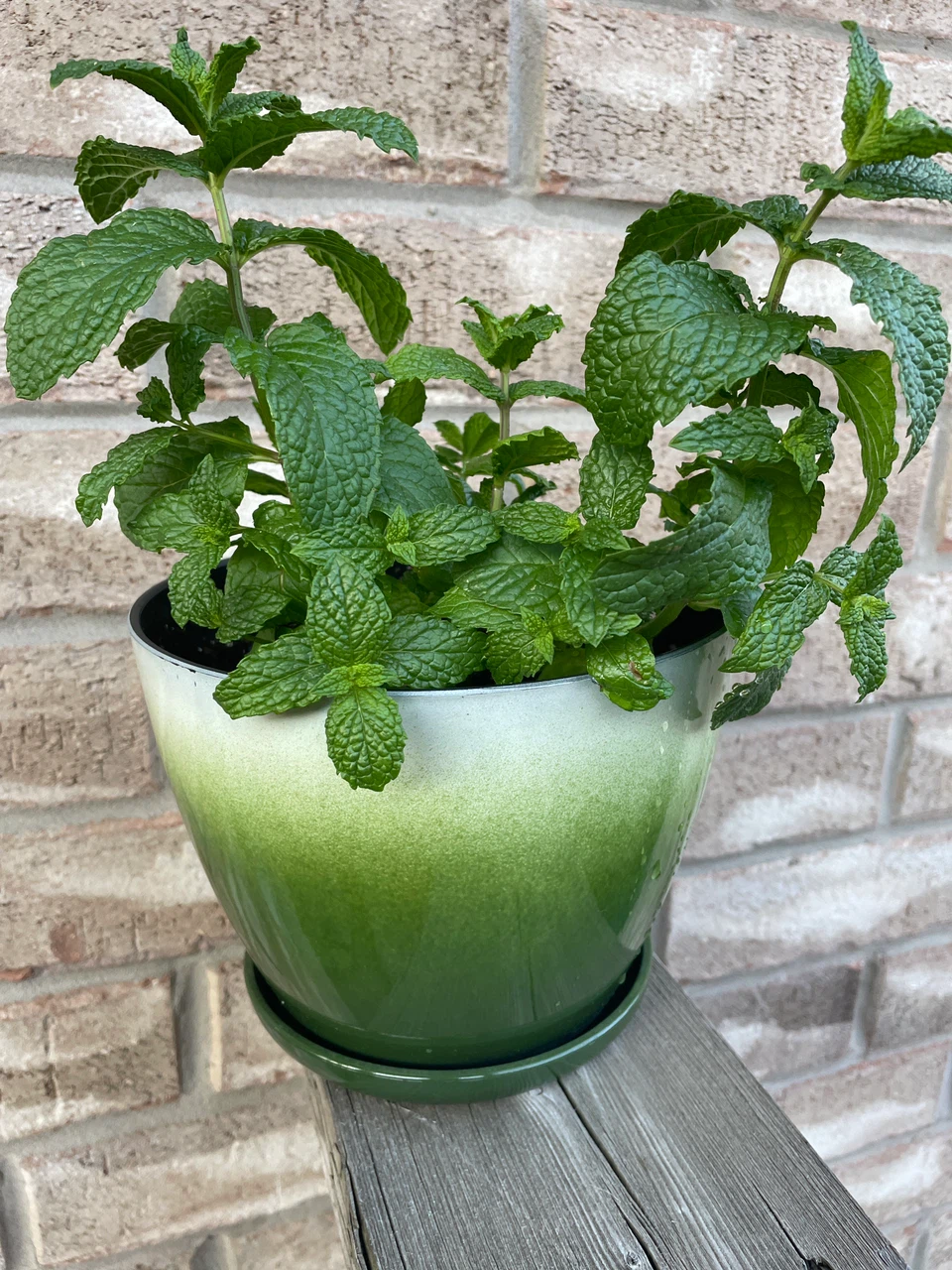 Potted Mint Plant in Green Ombre Pot