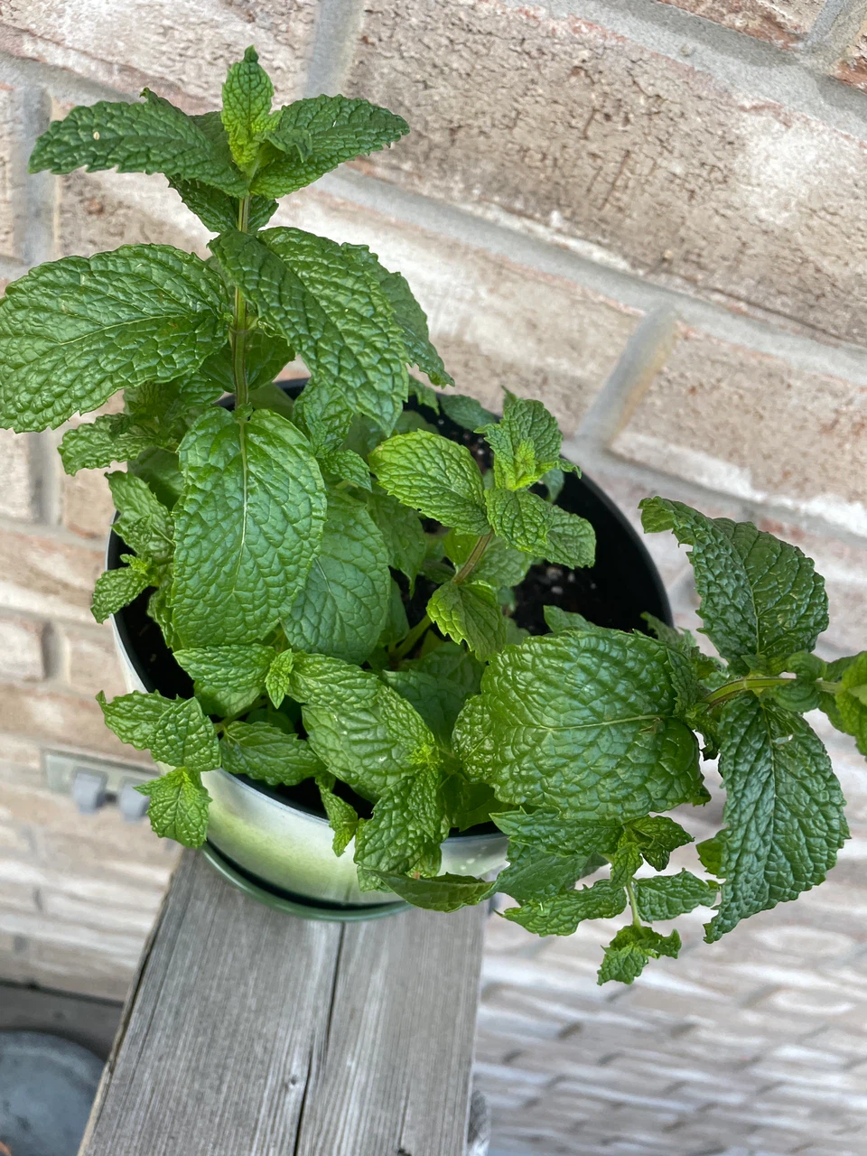 Potted Mint Plant in Green Ombre Pot - photo 2