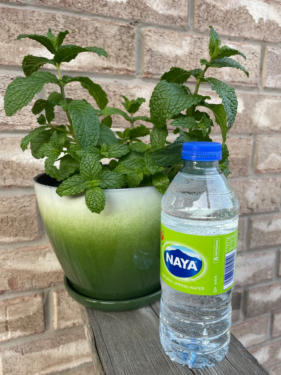 Potted Mint Plant in Green Ombre Pot - photo 3