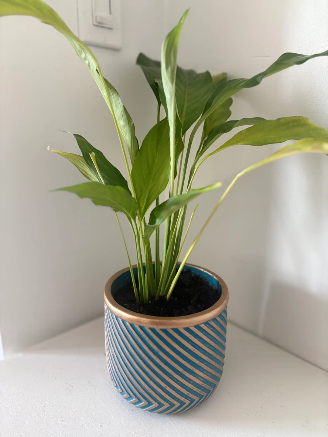 Peace Lily Plant in Decorative Pot