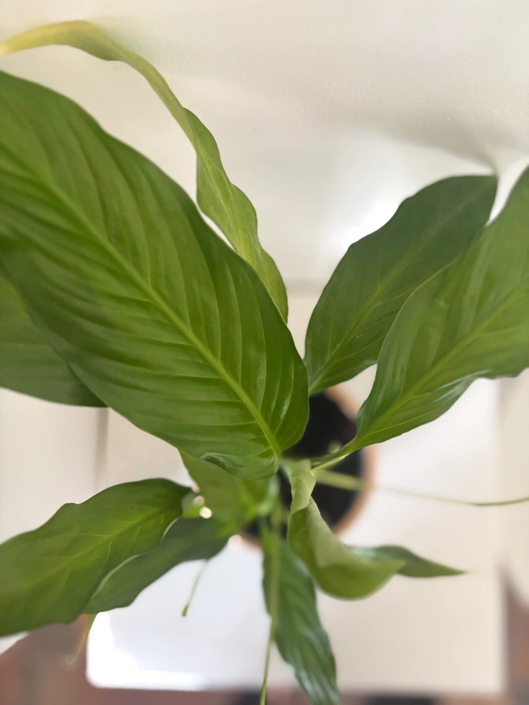Peace Lily Plant in Decorative Pot - photo 2