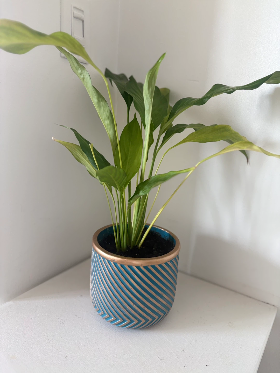 Peace Lily Plant in Decorative Pot - photo 3