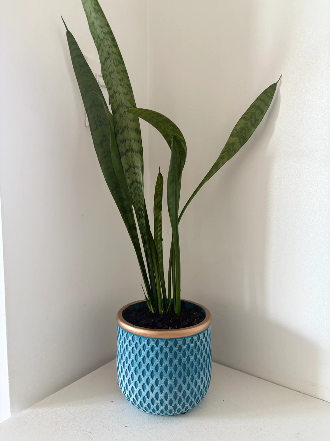 Snake Plant in Decorative Pot