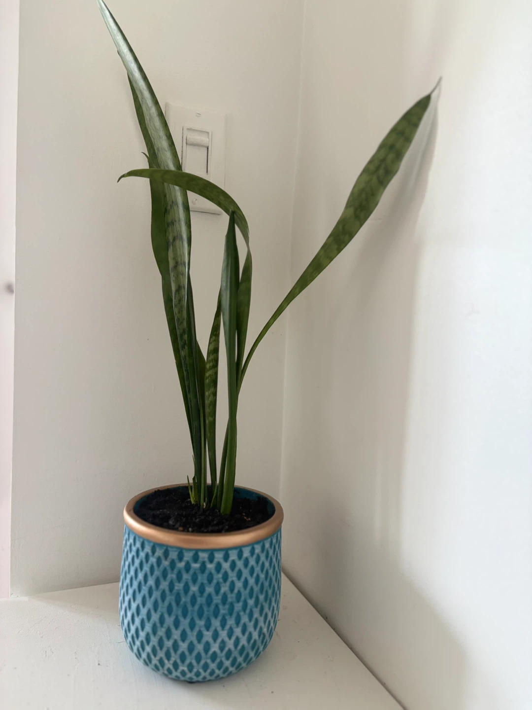 Snake Plant in Decorative Pot - photo 3