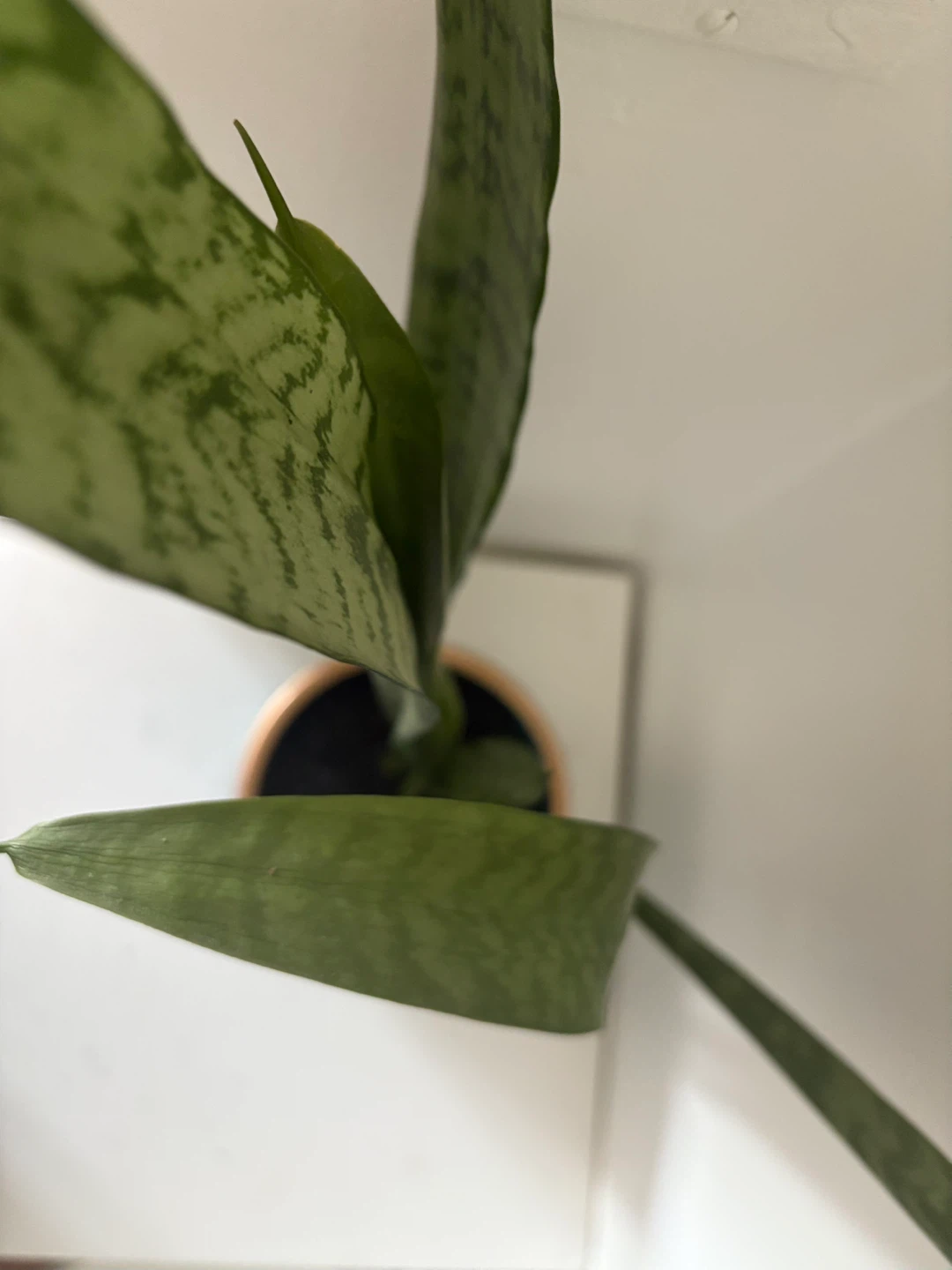 Snake Plant in Decorative Pot - photo 2