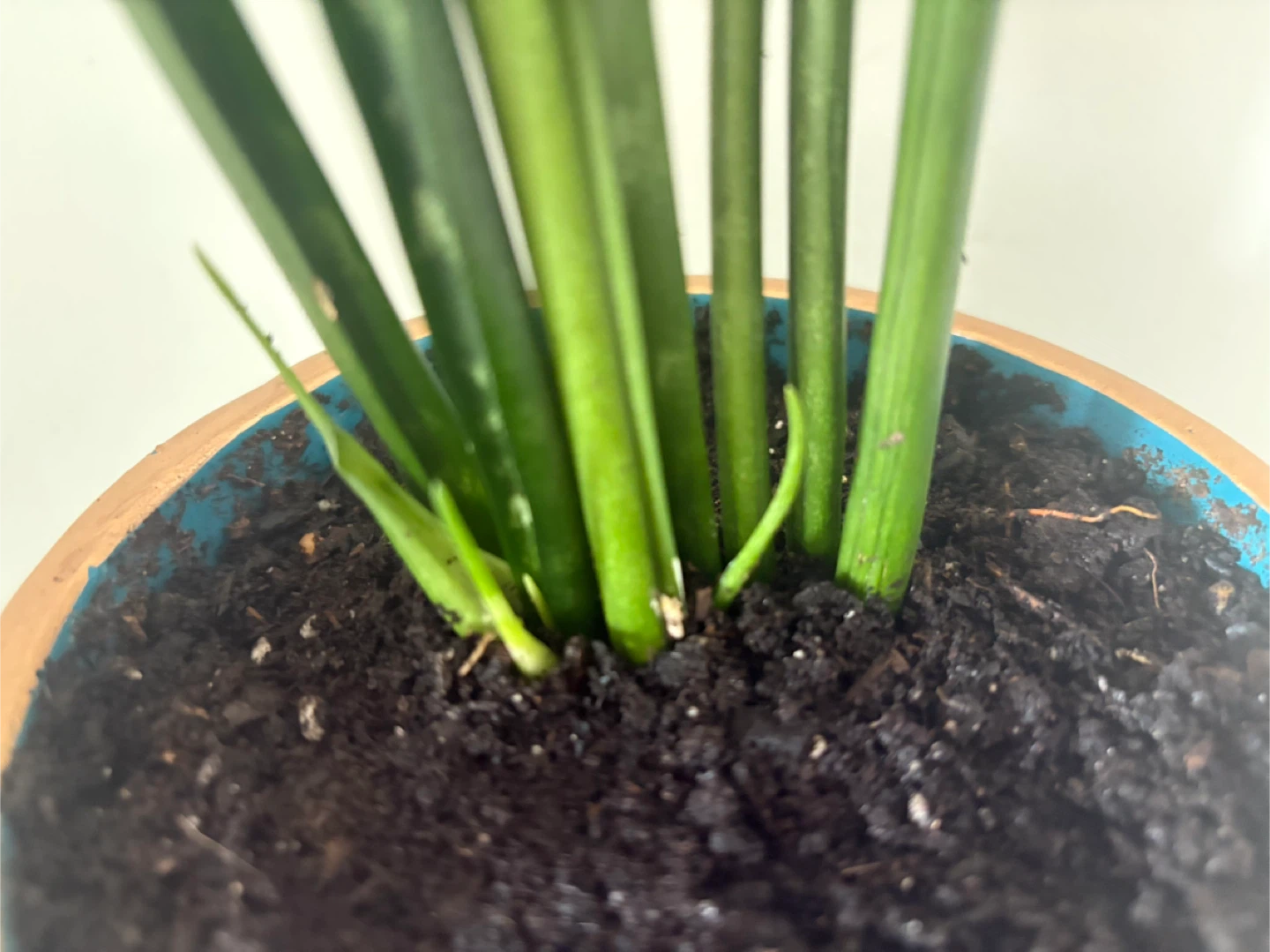 Snake Plant in Decorative Pot - photo 4