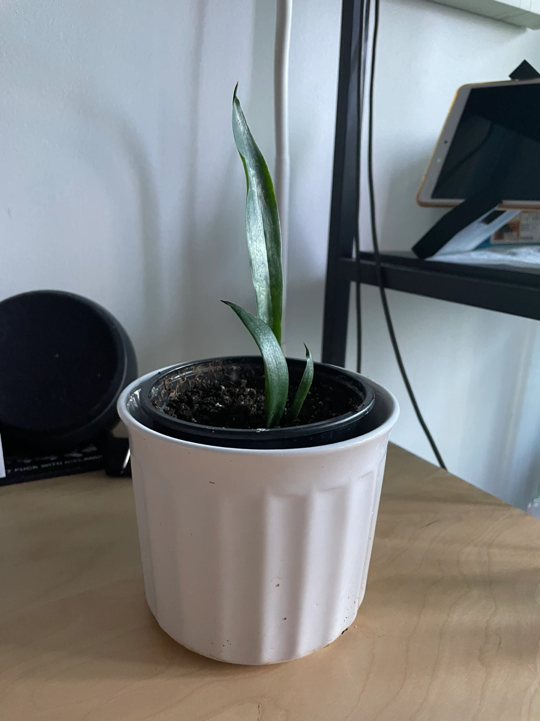 Potted Plant