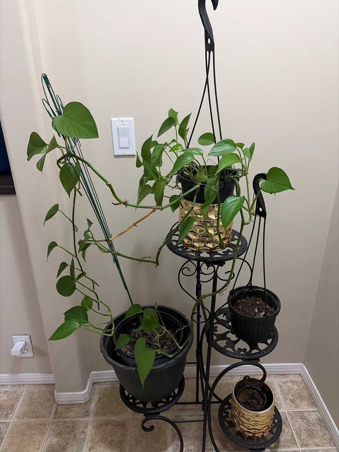 Pothos Plant with Black Metal Stand
