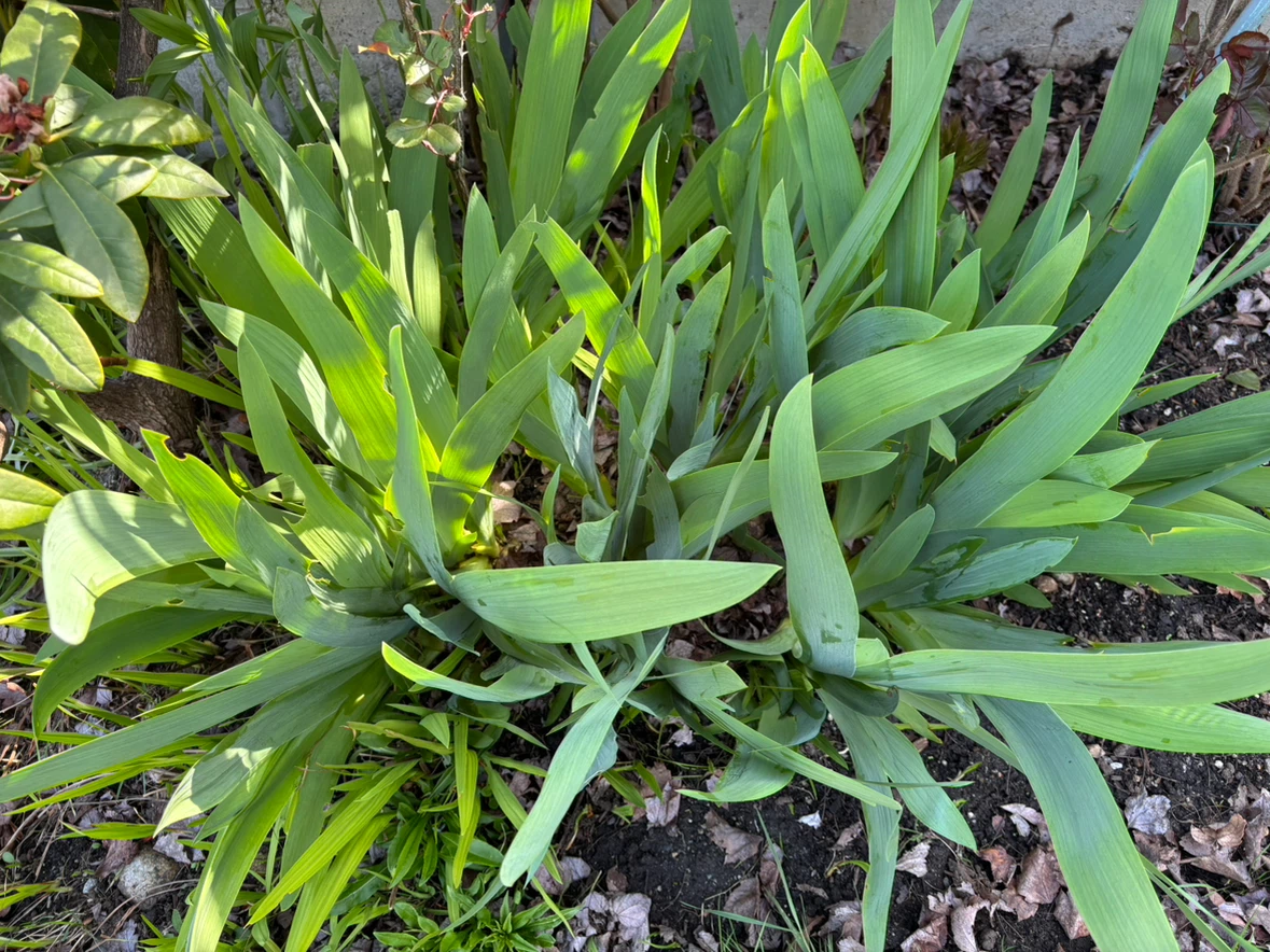 Various Plants: Ferns, Irises, Hydrangeas, etc! - photo 2