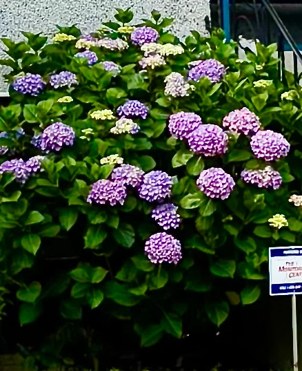 Various Plants: Ferns, Irises, Hydrangeas, etc! - photo 3