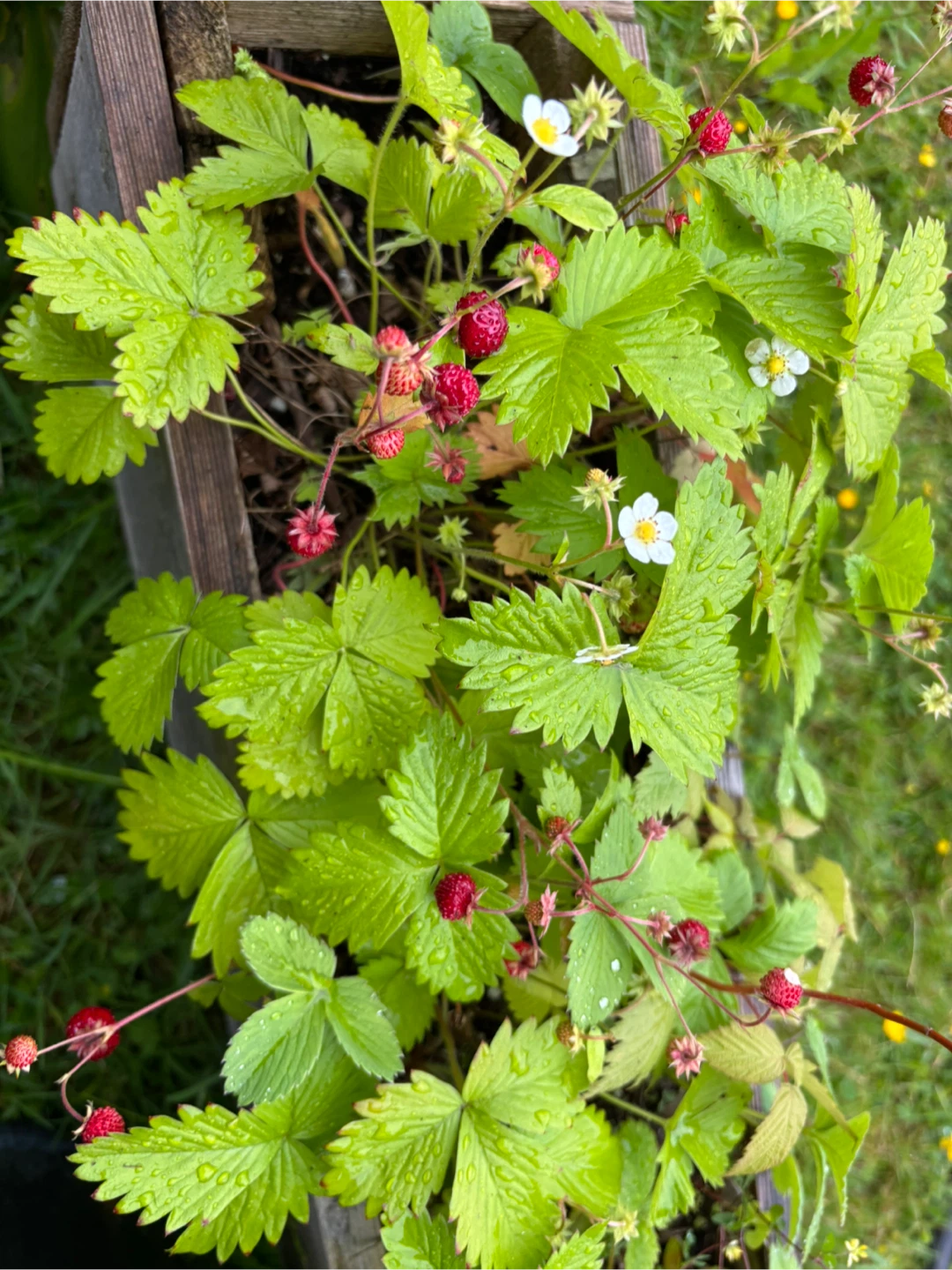 Various Plants: Ferns, Irises, Hydrangeas, etc! - photo 4