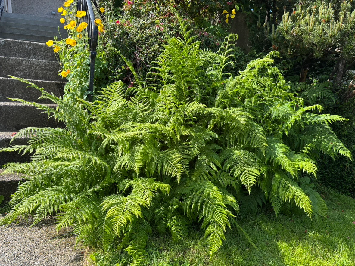 Various Plants: Ferns, Irises, Hydrangeas, etc! - photo 5