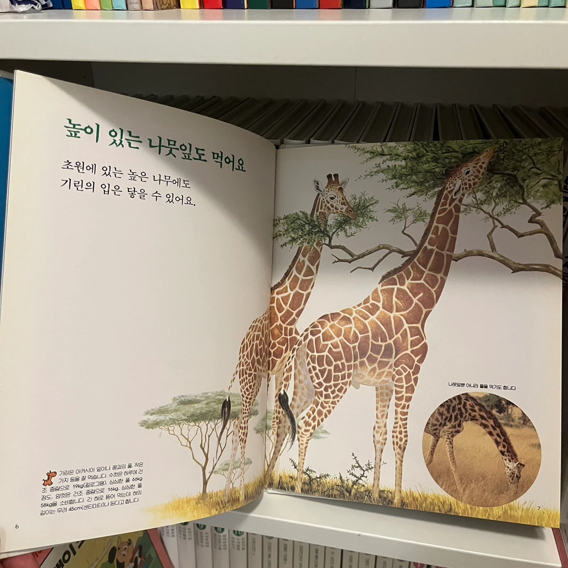 Set of 39 Korean Children's Books - 프뢰벨 어린이자연관찰 39권 - photo 3