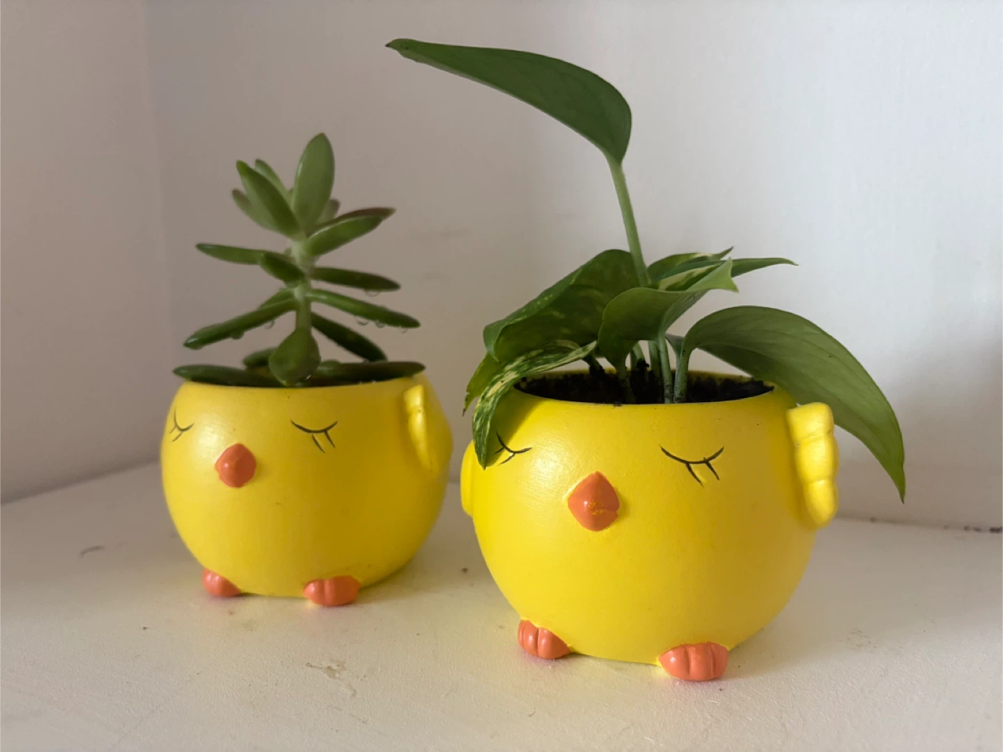 Who wants these two adorable little chicks 🐥