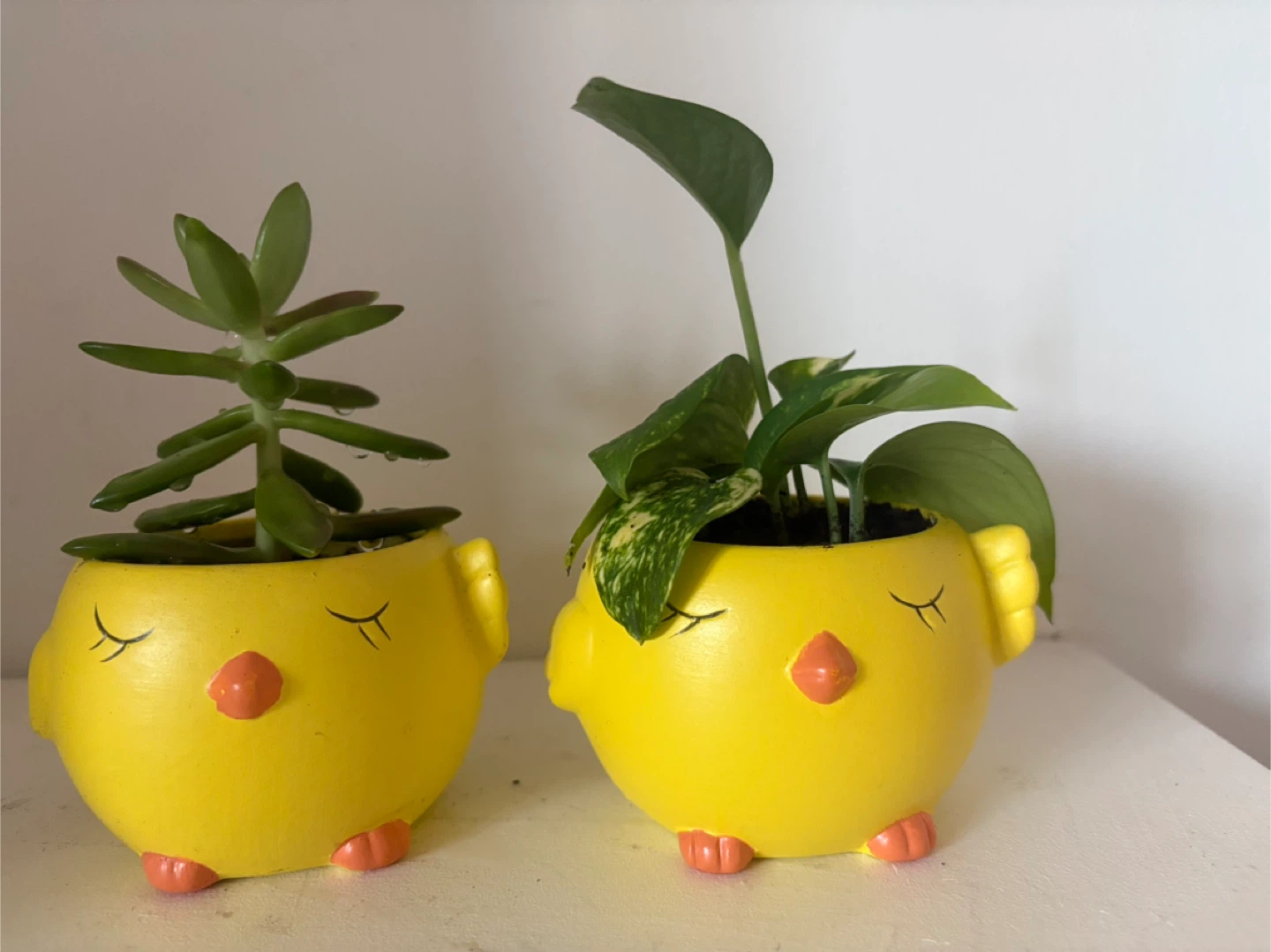 Who wants these two adorable little chicks 🐥 - photo 2