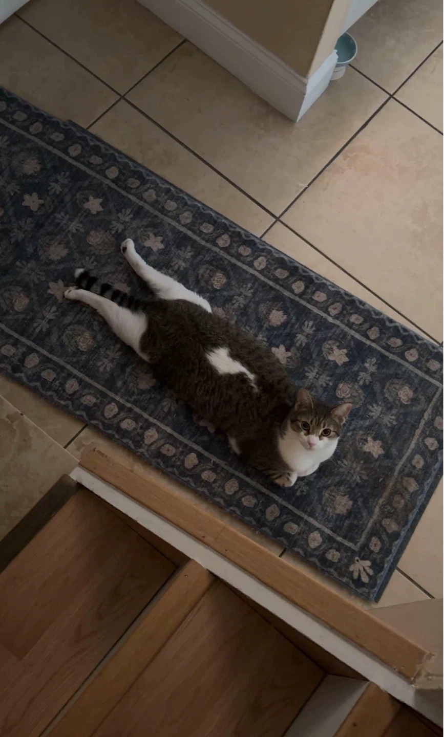 Cat Sitting — $20 per night/day.