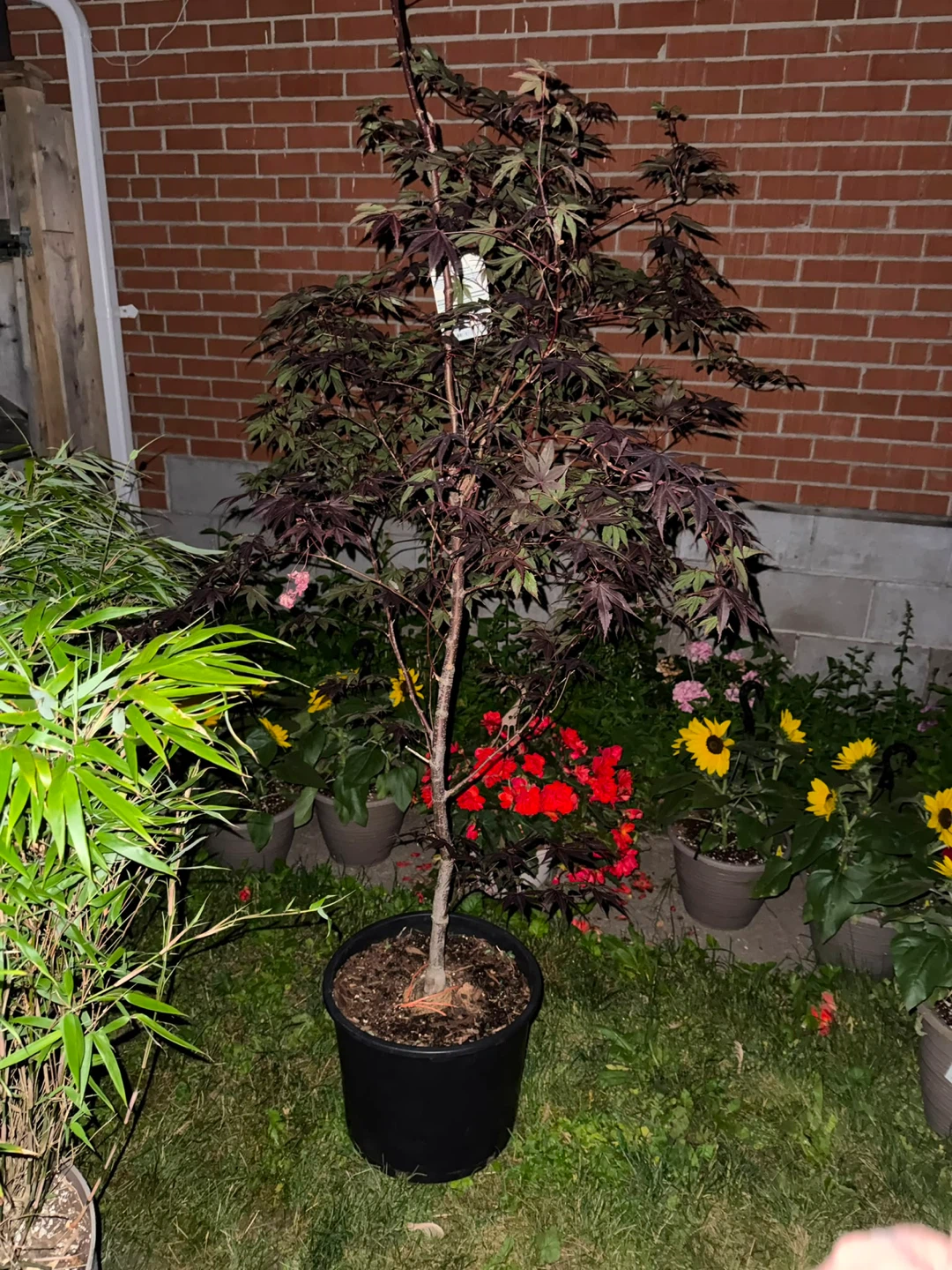 Japanese Maple Tree - photo 2