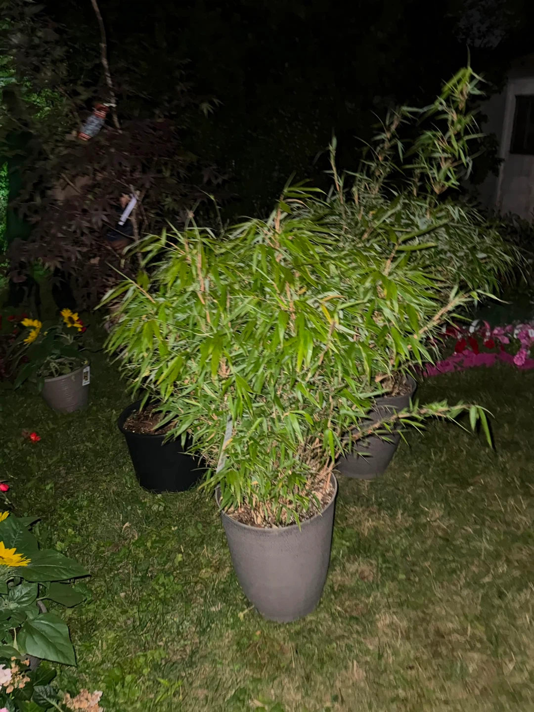Large Potted Bamboo Plant