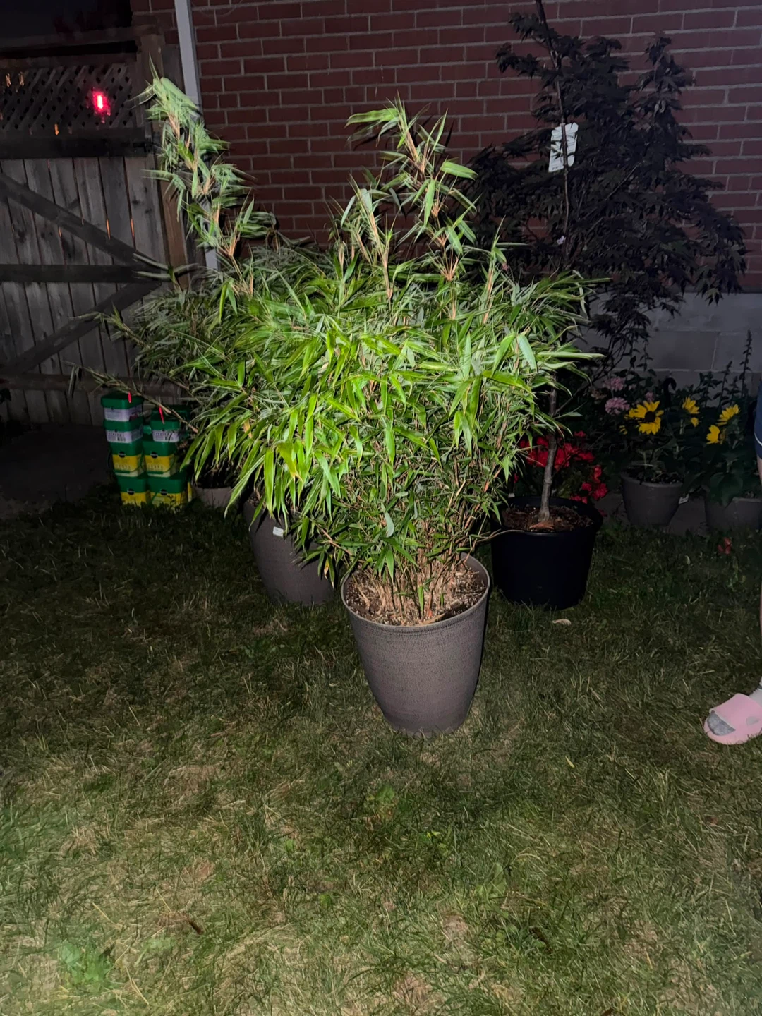Large Potted Bamboo Plant - photo 2