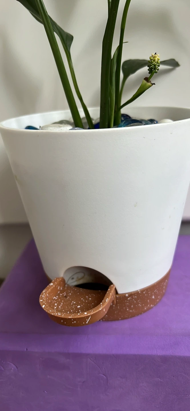 Healthy Lily plant in White Self-Watering Planter Pot - photo 3