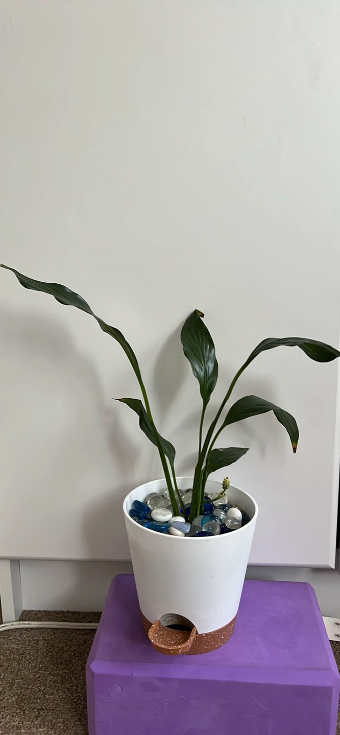 Healthy Lily plant in White Self-Watering Planter Pot