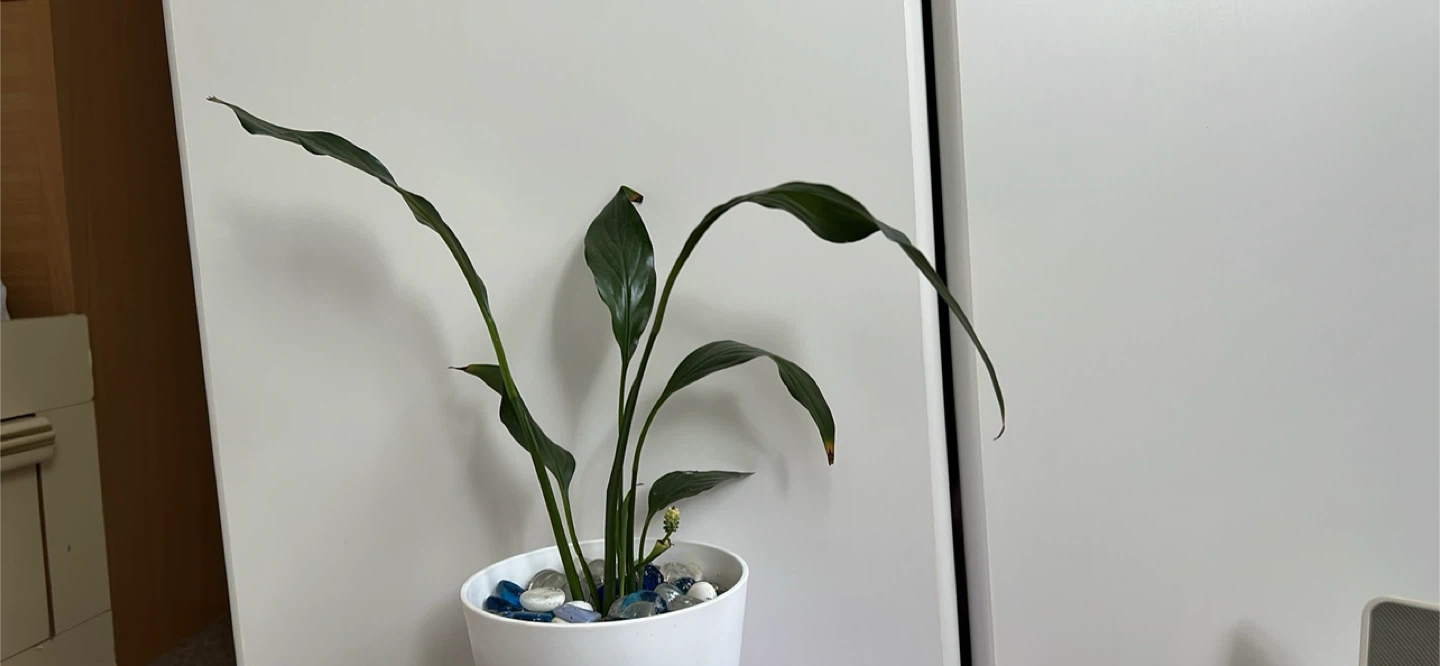 Healthy Lily plant in White Self-Watering Planter Pot - photo 2