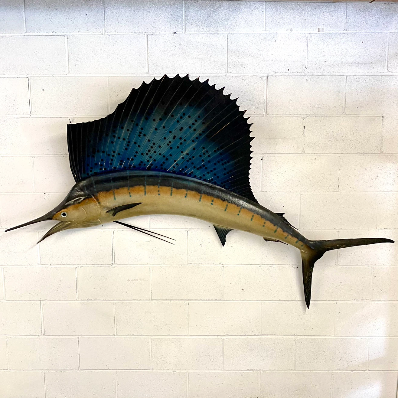 Vintage 1960’s Taxidermy Sail Fish