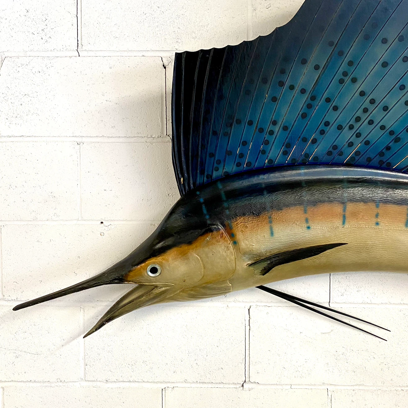 Vintage 1960’s Taxidermy Sail Fish - photo 2