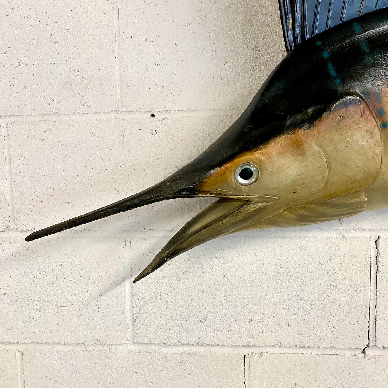 Vintage 1960’s Taxidermy Sail Fish - photo 3