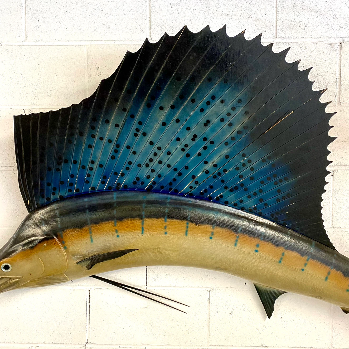 Vintage 1960’s Taxidermy Sail Fish - photo 4