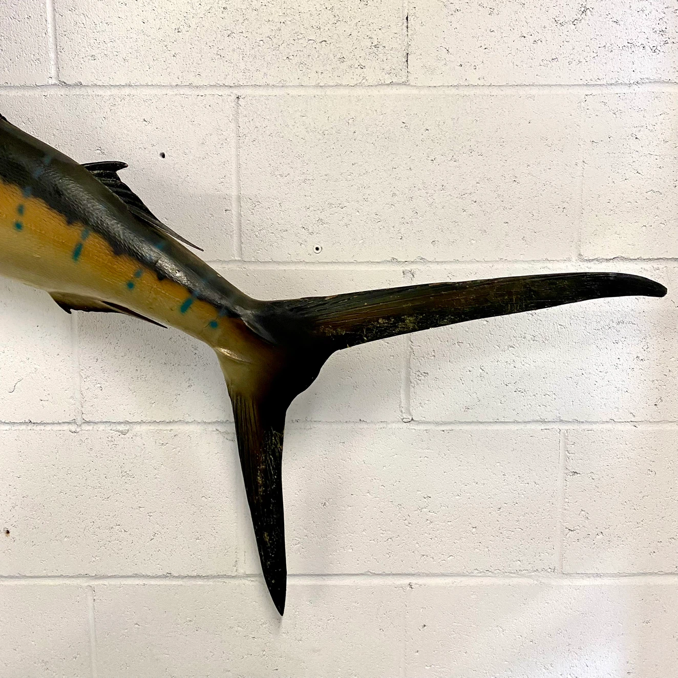 Vintage 1960’s Taxidermy Sail Fish - photo 5