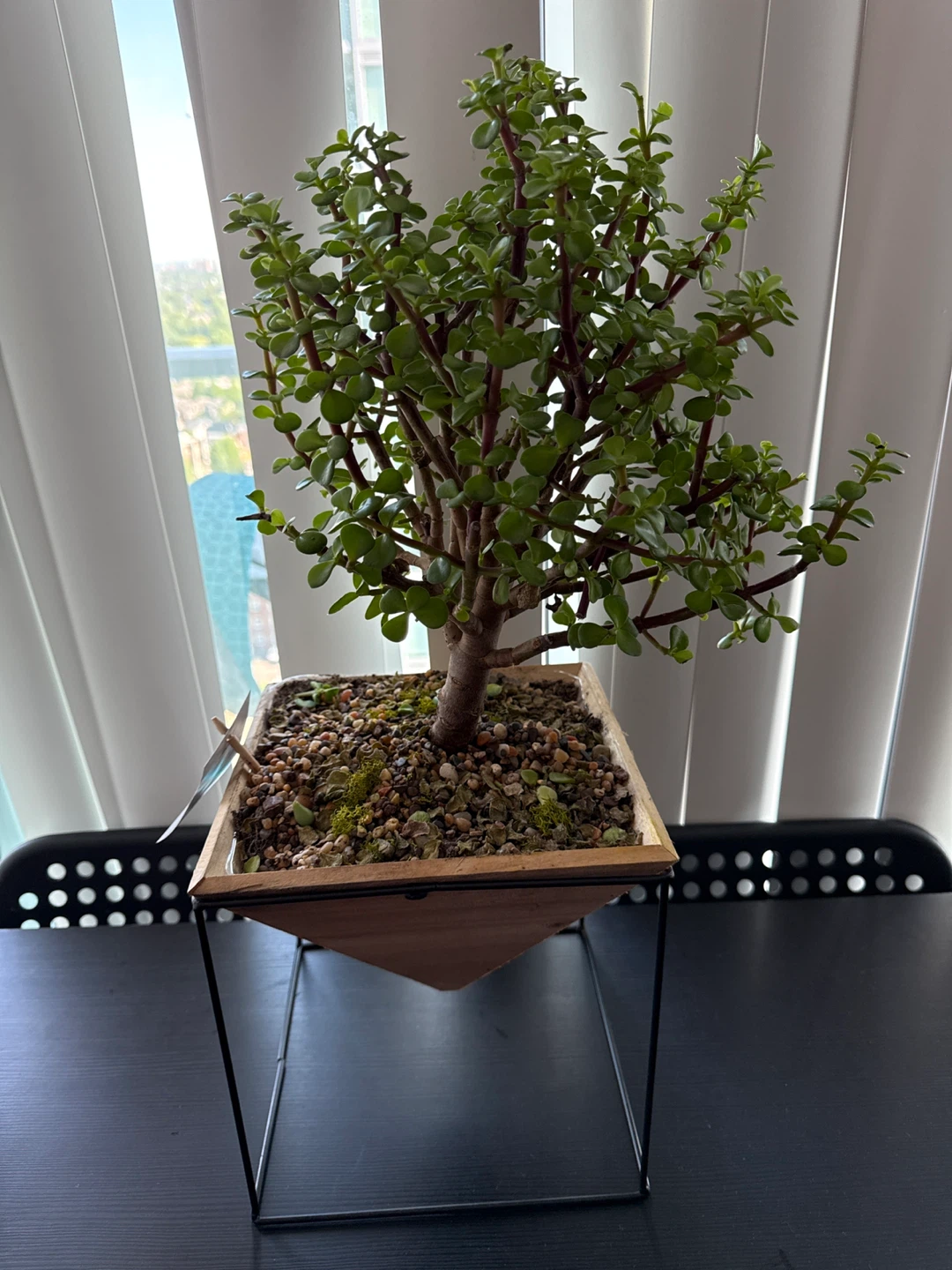 Jade Plant in Wooden Pot with Stand