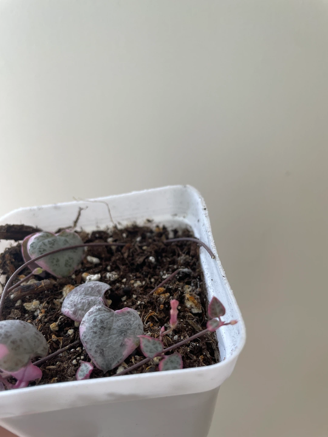 Variegated string of hearts with flowers - photo 2