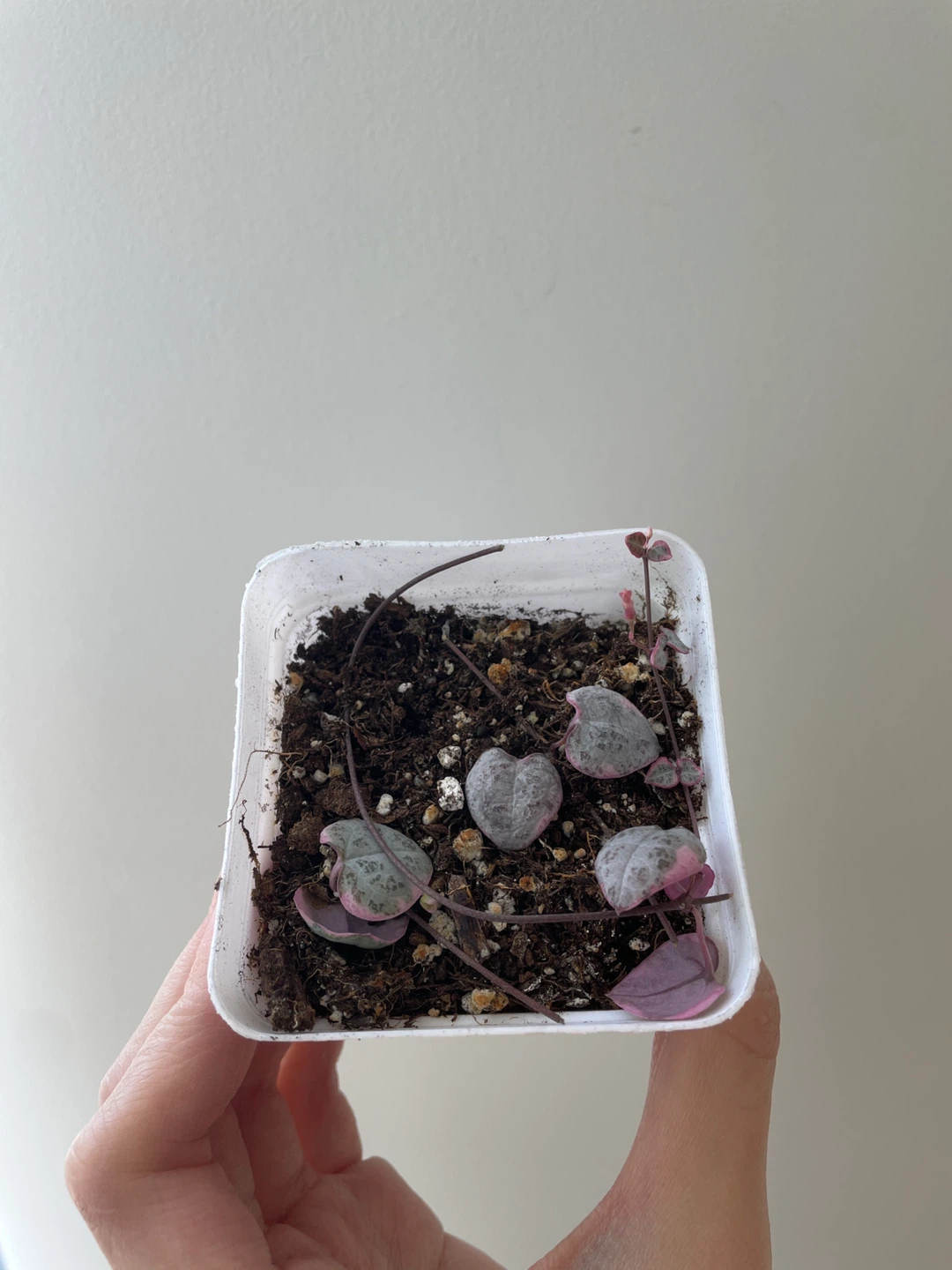 Variegated string of hearts with flowers