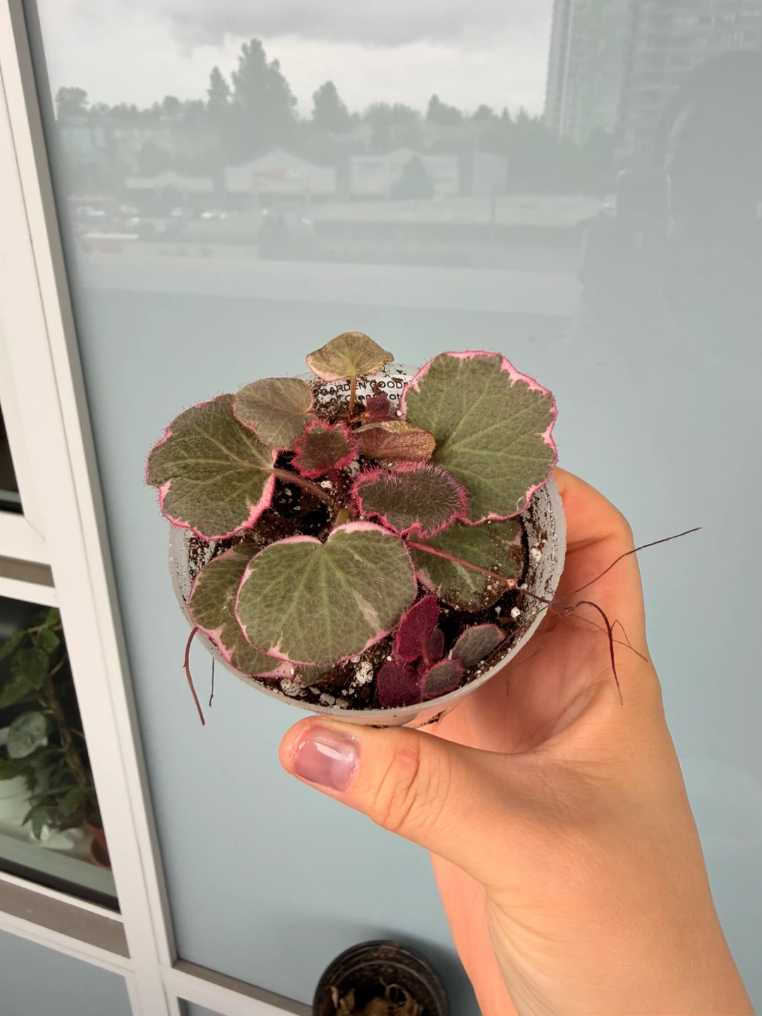 Strawberry Begonia (Saxifraga stolonifera) - Pink Variegated