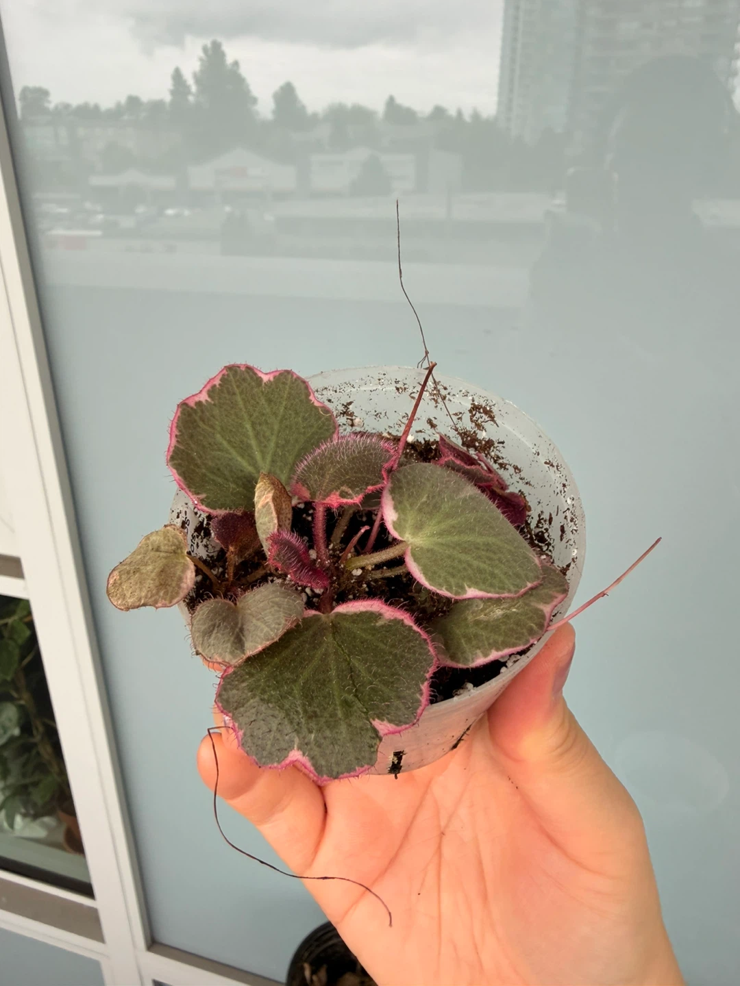 Strawberry Begonia (Saxifraga stolonifera) - Pink Variegated - photo 2